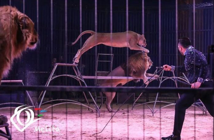 Il trucco di un bravo lion-tamer: l'intervista a Francesco Berosini