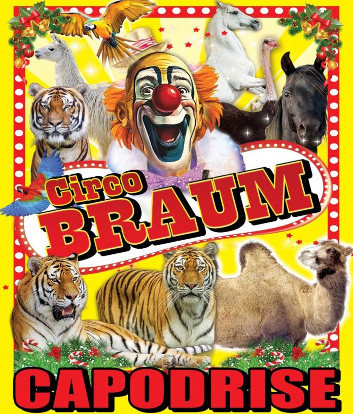 Circo Braum