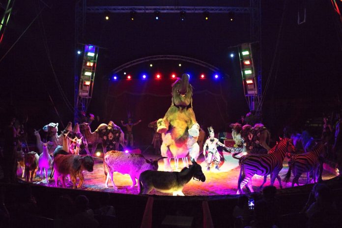 maya orfei circo madagascar